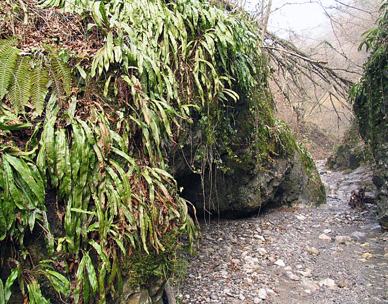 Asplenium scolopendrium